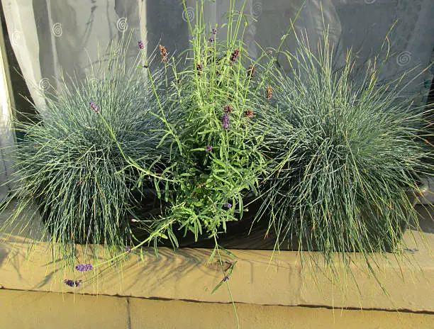 Photo showing a green plastic windowbox that has been planted with silver grasses (Blue Fescue / Festuca glauca cinerea 'Elijah Blue') and flowering English lavender (Lavandula angustifolia 'Hidcote').  The windowbox is pictured standing on a Bath stone windowsill, outside a wooden window that has been painted white in colour.