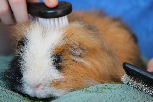 Photo showing the owner of a tame tortoiseshell (ginger, white and black) Peruvian guinea pig brushing his hair.  The type of cavy has long hair, which needs to be regularly cut and brushed, to prevent tangling / tangles.  This guinea pig seems to enjoy having his hair brushed, particularly as it gets treats, such as some tasty, freshly cut grass as pictured on the towel.