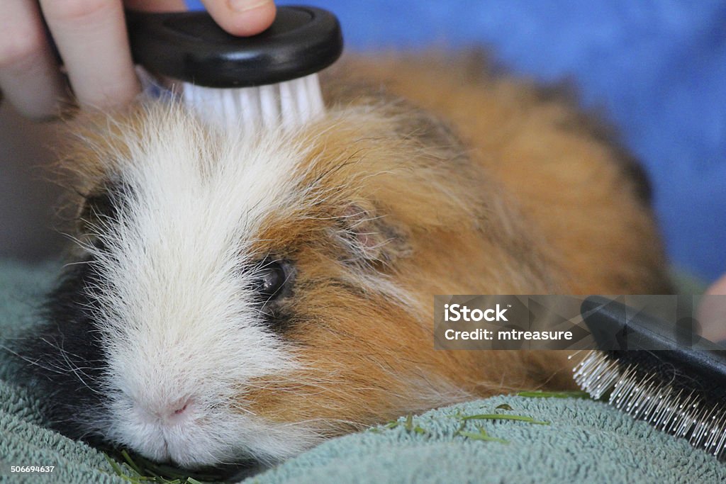 Brushing hair of long-hair tortoiseshell Peruvian guinea pig / cavy Photo showing the owner of a tame tortoiseshell (ginger, white and black) Peruvian guinea pig brushing his hair.  The type of cavy has long hair, which needs to be regularly cut and brushed, to prevent tangling / tangles.  This guinea pig seems to enjoy having his hair brushed, particularly as it gets treats, such as some tasty, freshly cut grass as pictured on the towel. Guinea Pig Stock Photo