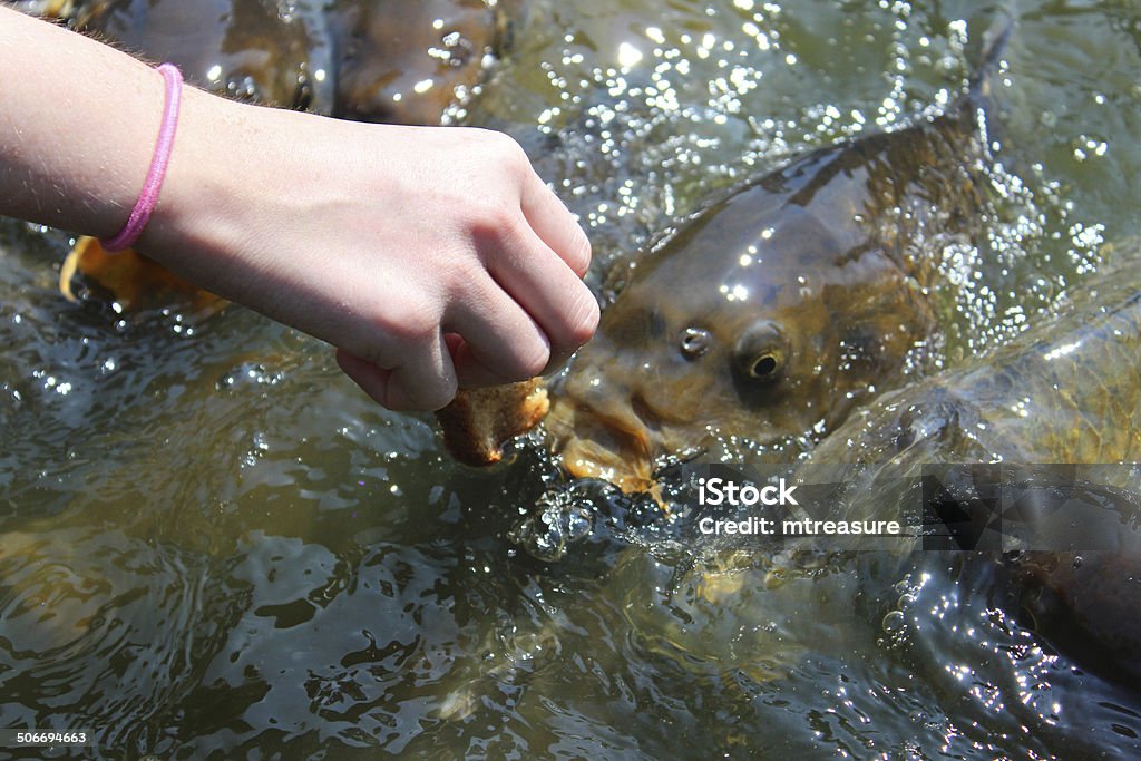 Girl hand-feeding friendly common carp / feeding koi bread in pond Photo showing a girl hand feeding some large common carp / mirror carp / ghost koi and koi in a pond / small lake.  These friendly and very hungry brown fish are pictured eating wholemeal bread and splashing around in a frenzy, jumping out of the water as they compete for the food that she is holding in her fingers. 7-Grain Bread Stock Photo