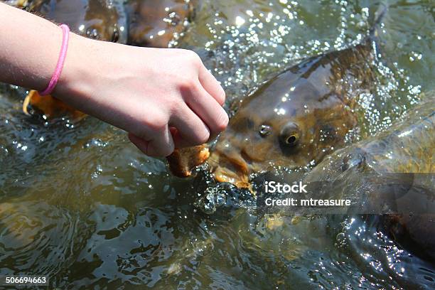Girl Handfeeding Friendly Common Carp Feeding Koi Bread In Pond Stock Photo - Download Image Now