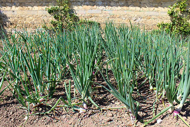 oignon plantes et oignons rouges croissance de walled cuisine, vue sur le jardin, le modèle jardin potager - formal garden wall ornamental garden walled garden photos et images de collection