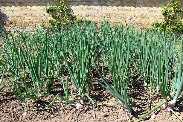 Photo showing multiple rows of red onion plants, pictured growing in a walled kitchen garden, with espalier apple and pear trees being trained up the brick wall at the back.  This large ornamental vegetable garden is well maintained and regularly weeded, so that it is both attractive and functional.  The red onions will soon be allowed to dry off and die back before harvesting.