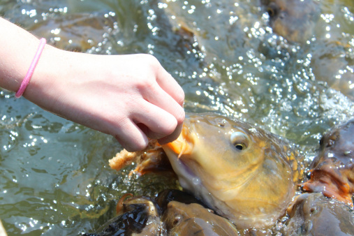 Photo showing a girl hand feeding some large common carp / mirror carp / ghost koi and koi in a pond / small lake.  These friendly and very hungry brown fish are pictured eating wholemeal bread and splashing around in a frenzy, jumping out of the water as they compete for the food that she is holding in her fingers.