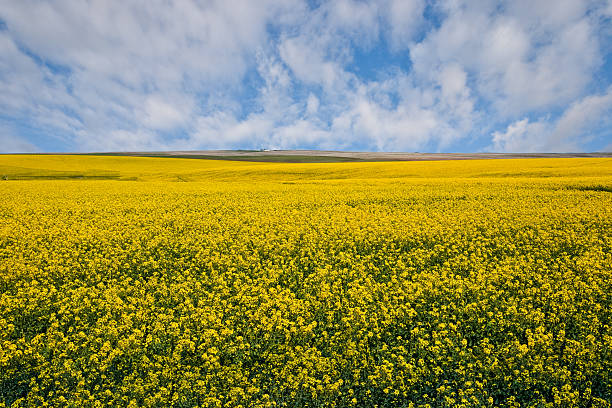Canola Field Under Puffy Clouds The canola plant produces beautiful fields of yellow flowers when the plants are blooming. Besides the beautiful flowers, the canola seed is crushed and the primary byproducts are cooking oil, biodiesel fuel and meal for livestock feed. As of 2014, there were more than 43,000 acres of canola planted in Washington State, producing a crop worth about $13 million. Washington State, ranks 4th in the nation in canola production behind North Dakota, Oklahoma and Montana. This field of canola in bloom was photographed in Adams County near Washtucna, Washington State, USA. jeff goulden environmental conservation stock pictures, royalty-free photos & images