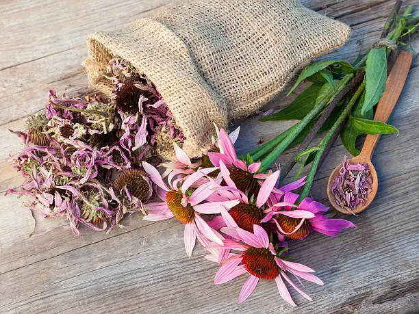 bunch of healing coneflowers and sack with dried echinacea flowers on wooden plank, herbal medicine