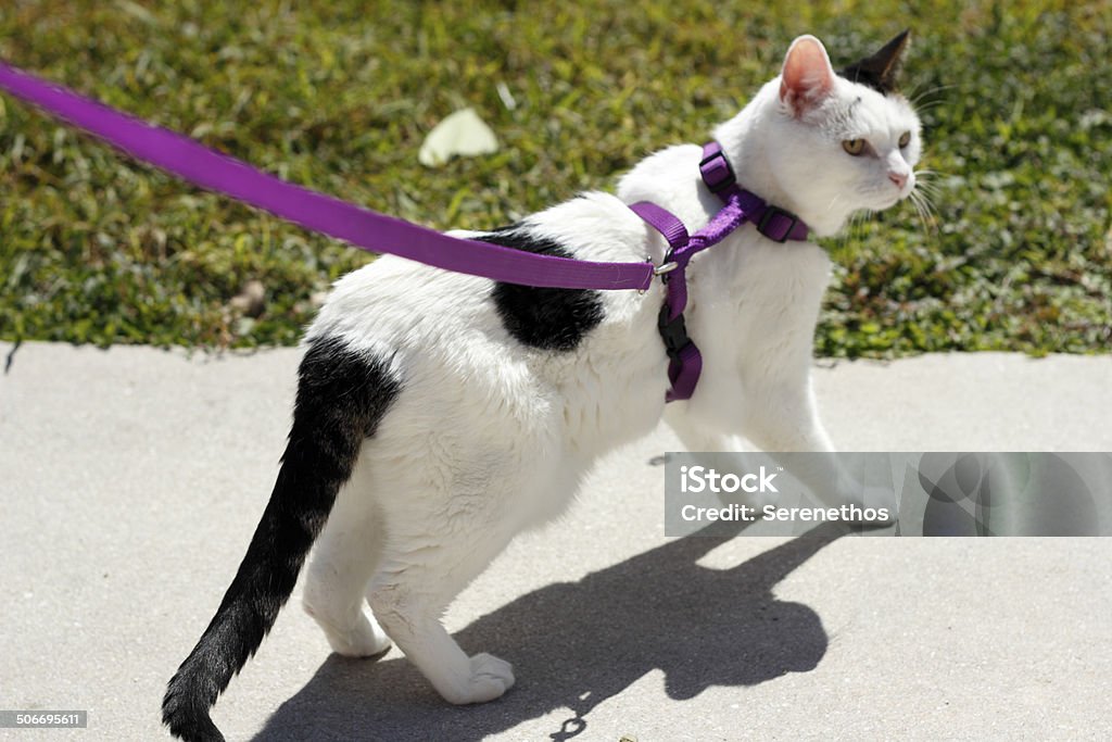 RBG Dog/cat Collar And/or Leash 