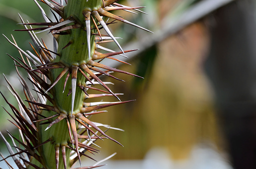 Plant of prickly pear cactus (Opuntia ficus-indica) with fruits. Sardinia. Italy.