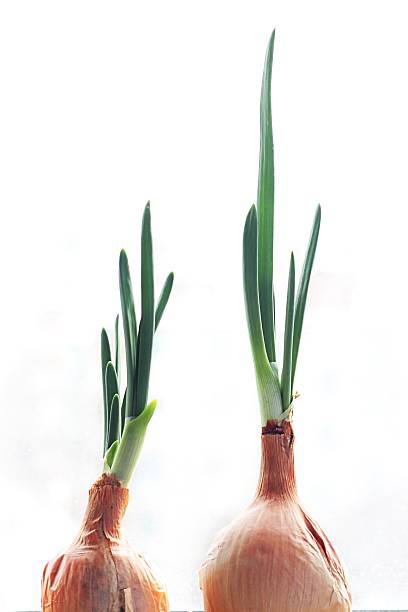istock the feathers of green onions growing 506700298