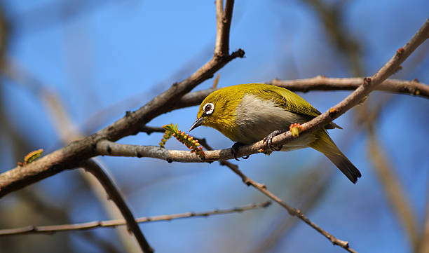 The Oriental White-Eye (Zosterops palpebrosus)