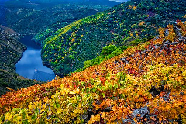 This image was taken in autumn from Mirrador de Souto Chao in Ribeira Sacra (Galicia, Spain). The vineyards are planted on the steep slopes of the valleys and canyons of the river Sil. Three types of varietal wine are produced: red Mencía, white Albariño and white Godello.