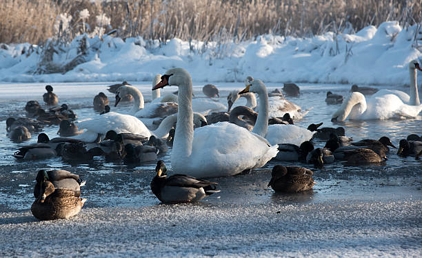 istock white swans and ducks on frozen lake 506701864