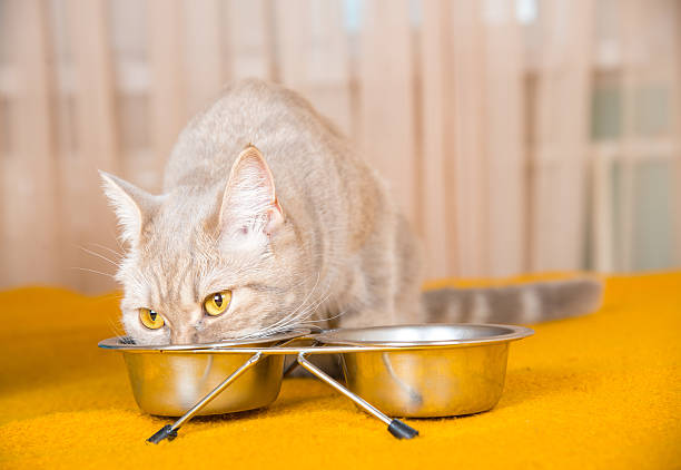 istock Cat eating dry cat food 506703342
