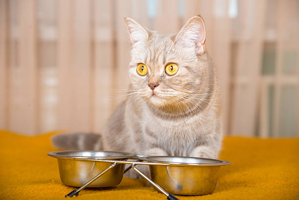 istock Cat eating dry cat food 506703476