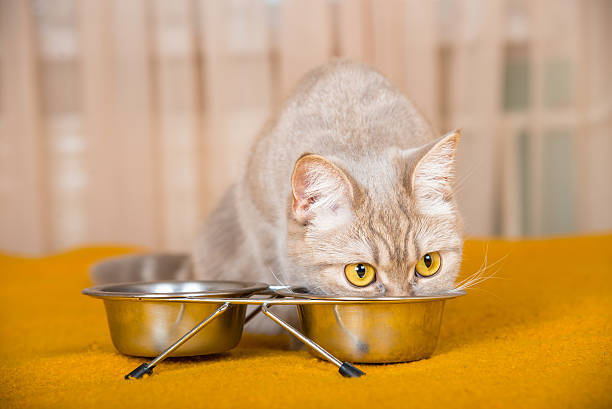 istock Cat eating dry cat food 506703640