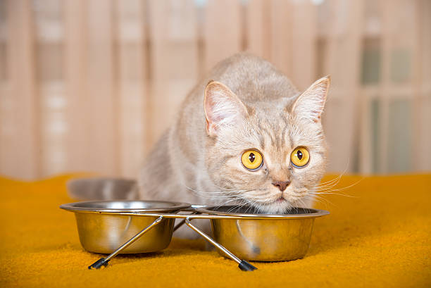 istock Cat eating dry cat food 506703754