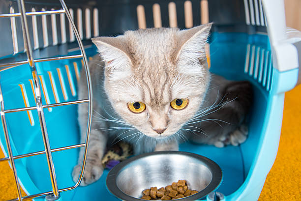 istock The cat is sitting in a carrying cage cat 506704798