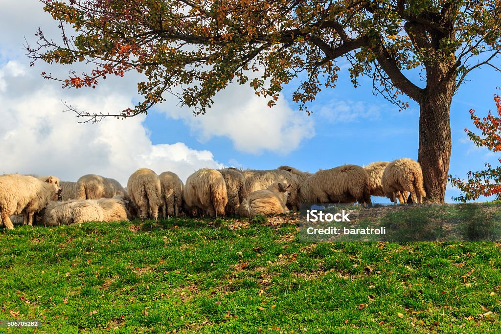 Lambs no outono nas montanhas - Foto de stock de Ovelha - Mamífero ungulado royalty-free