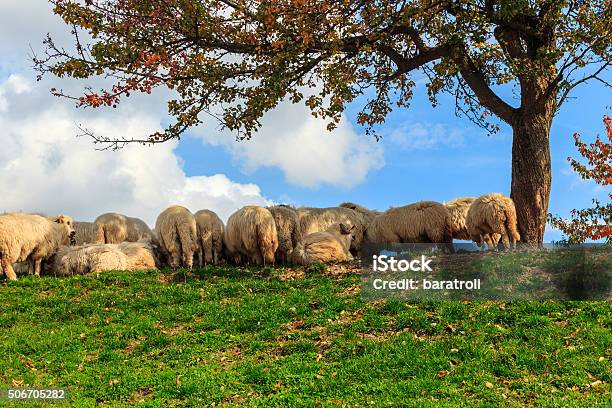 Foto de Lambs No Outono Nas Montanhas e mais fotos de stock de Ovelha - Mamífero ungulado - Ovelha - Mamífero ungulado, Acender, Agricultura