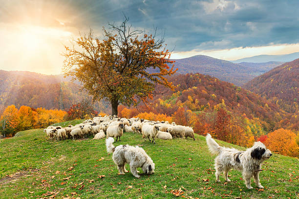 Lambs in the autumn in the mountains Lambs in the autumn in the mountains in Transylvania shepherd sheep lamb bible stock pictures, royalty-free photos & images