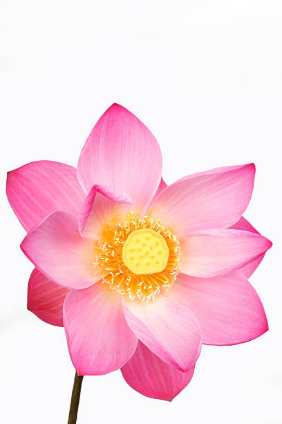 istock lotus flower isolated on white background. 506706194