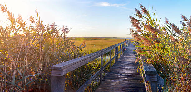 wooden bridge leading into the swamp wooden bridge leading into the lake with a beautiful sunset marsh stock pictures, royalty-free photos & images
