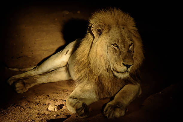 istock Magnificent male lion at night 506707034