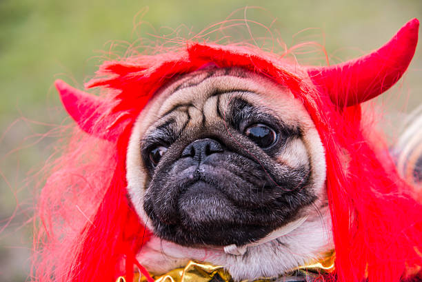 istock Dog Mops. A dog wearing a devil costume with horns 506707104
