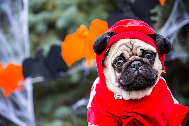 istock Dog Mops. A dog wearing a devil costume with horns 506707408