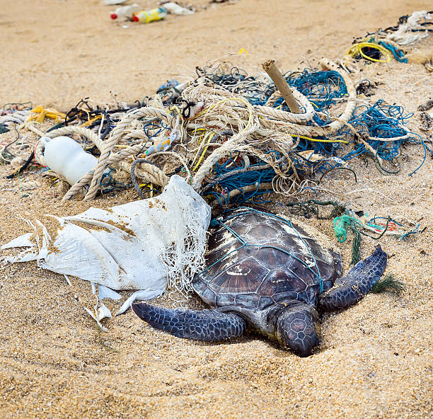 istock Dead turtle in fishing nets 506707518