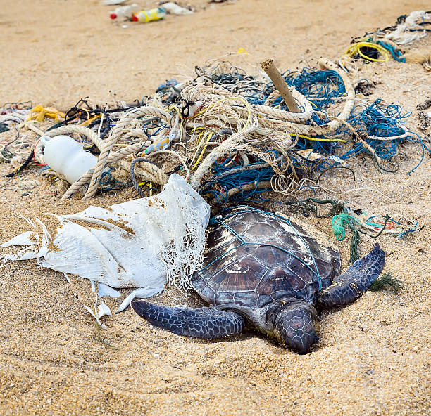 Dead turtle in fishing nets Dead turtle entangled in fishing nets on the ocean sand river stock pictures, royalty-free photos & images