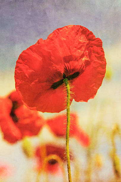 istock Big beautiful red poppy with vintage postcard style 506708064