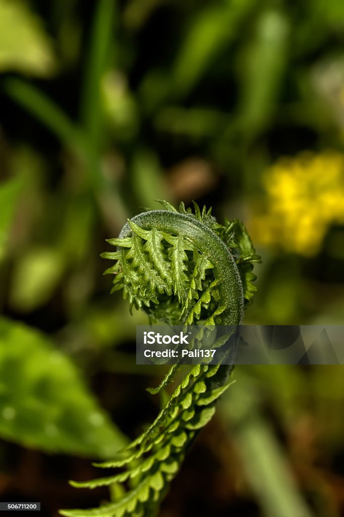 Fern. Spring. Forest. Fern leaves illuminated by the sun. Dark forest. Abstract Stock Photo