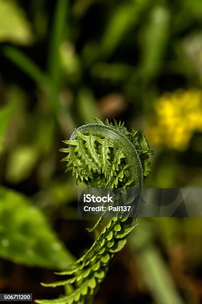 Fern Spring Forest Stock Photo - Download Image Now - Abstract, Accidents and Disasters, Beauty