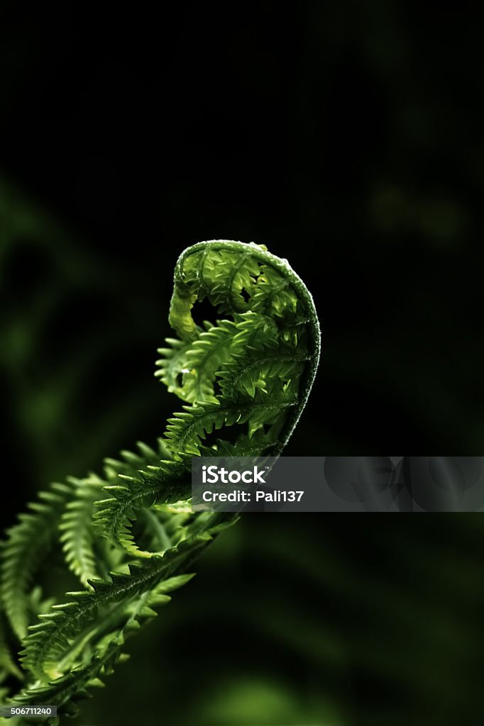 Fern. Spring. Forest. Fern leaves illuminated by the sun. Dark forest. Abstract Stock Photo