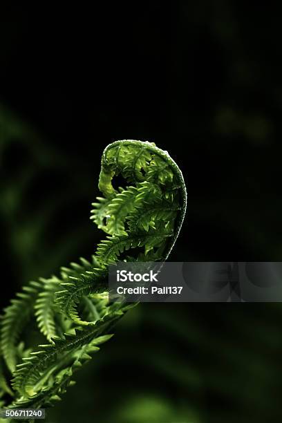 Fern Spring Forest Stock Photo - Download Image Now - Abstract, Accidents and Disasters, Beauty