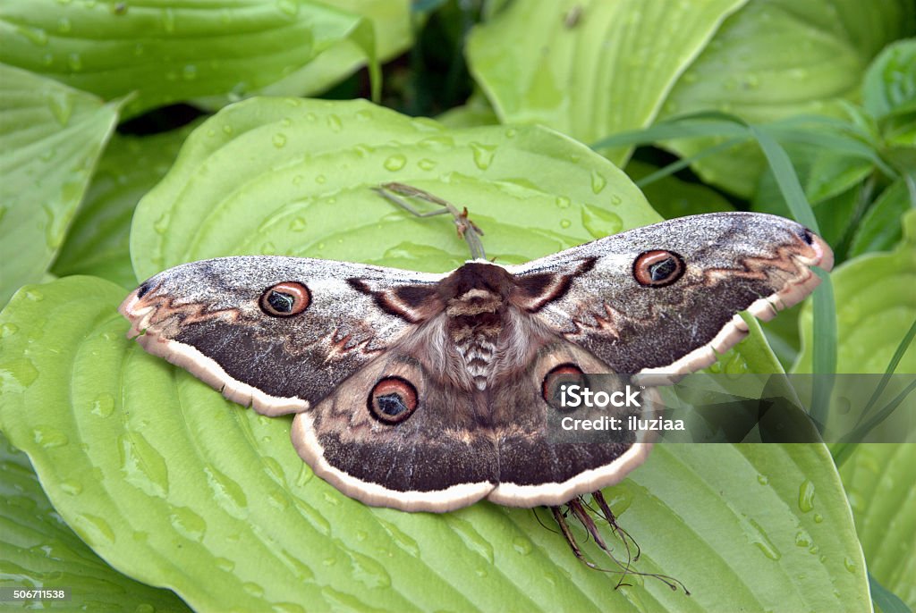 Hyalophora cecropia Moth butterfly, giant silk moth butterfly called Cecropia Moth, Hyalophora cecropia Animal Stock Photo