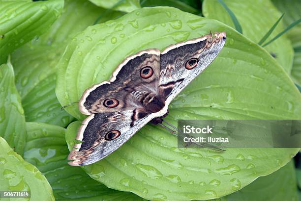 Hyalophora Cecropia Stock Photo - Download Image Now - Animal, Animal Markings, Animal Wildlife