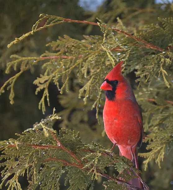 Cardinal perched in a cedar tree.