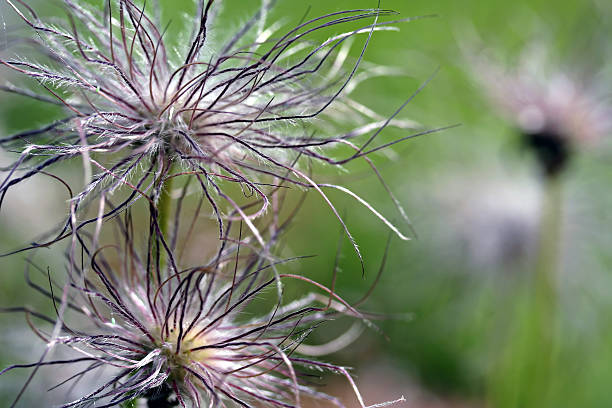 istock Pulsatilla vulgaris seedhead 506711917