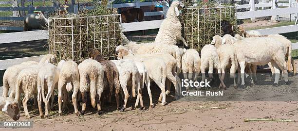 Sheep Farm Stock Photo - Download Image Now - Agriculture, Animal, Animal Back