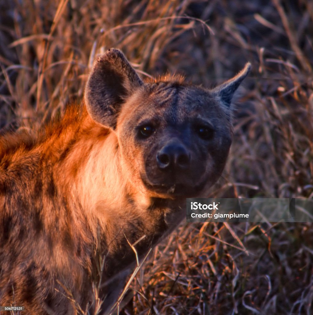 hyena a hyena taken in kruger national park Animal Stock Photo