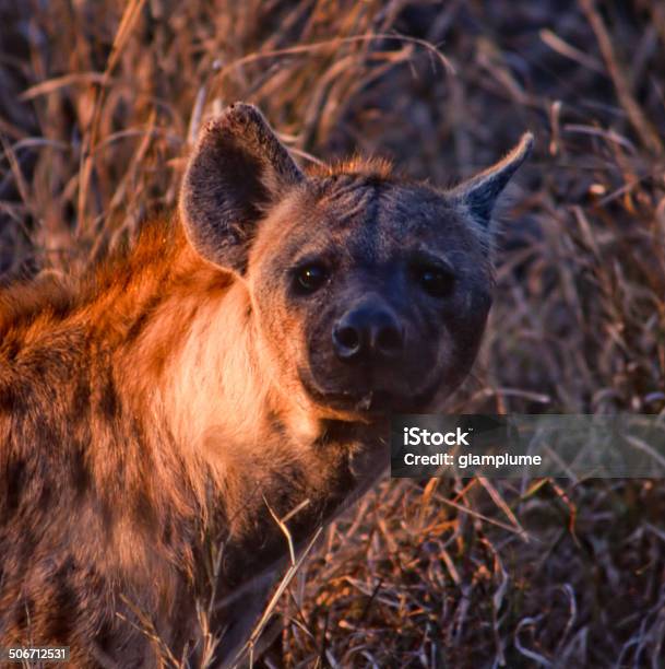 Hyena Stock Photo - Download Image Now - Animal, Animal Wildlife, Animals Hunting