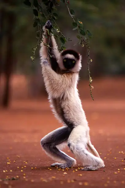 a Verreaux's Sifaka Lemur taken in Madagascar