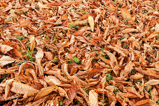 istock leaves in the park 506712613