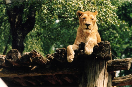lioness at rest