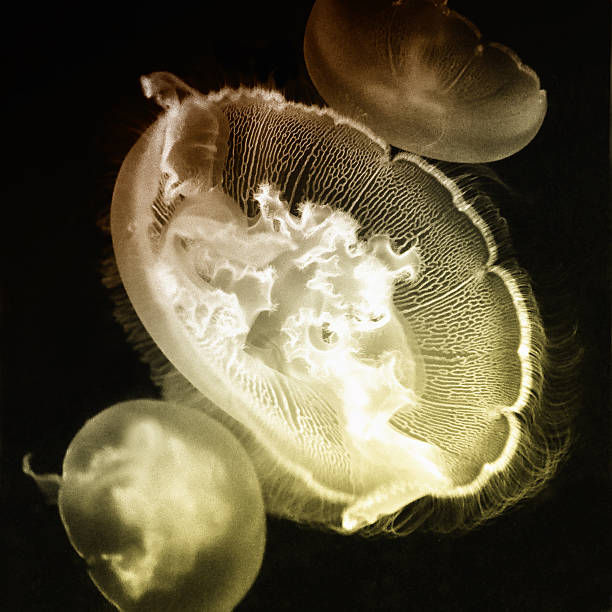 Jellyfish Portrait