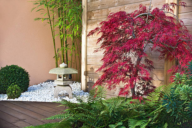 istock Red japanese maple tree in a zen garden 506713483