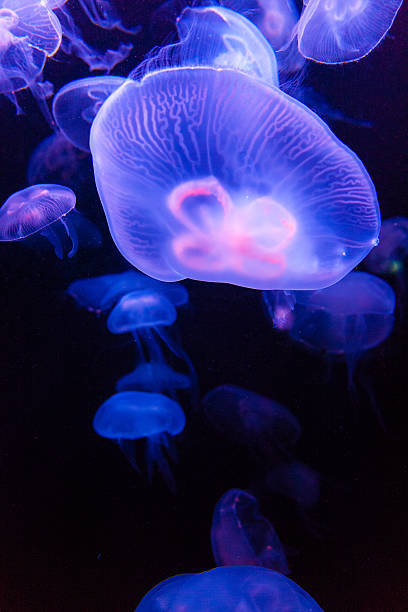 im dunkeln leuchtende quallen - jellyfish translucent sea glowing stock-fotos und bilder