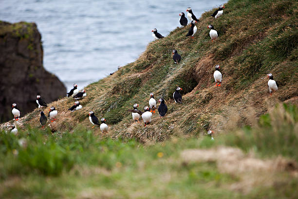 istock Puffins on Icelandic Cliff 506713701